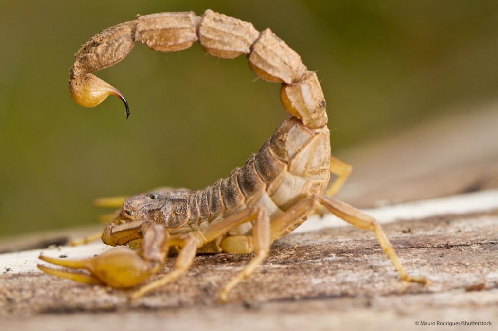buthus-occitanus-alacran-escorpion-amarillo