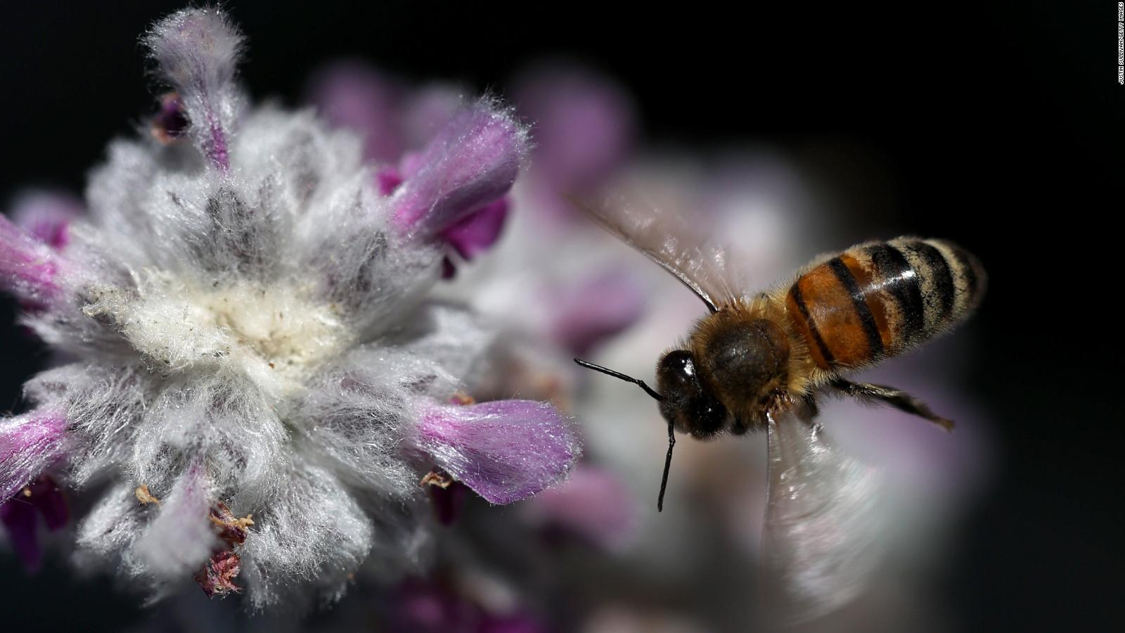5 cosas sorprendentes sobre las abejas en el Día Mundial de las Abejas