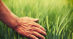 Hierba de trigo estas son sus propiedades y beneficios para el organismo