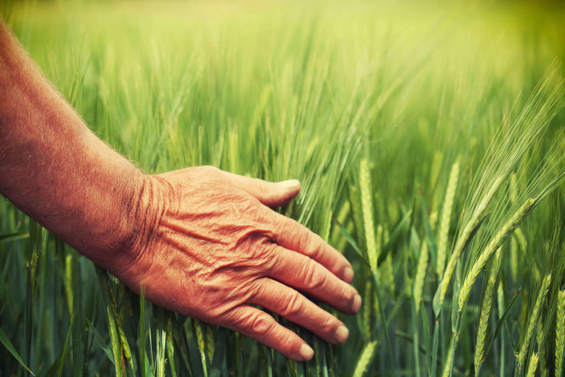 Hierba de trigo estas son sus propiedades y beneficios para el organismo