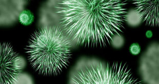 La ciencia se acerca al origen de la peste negra, la mayor pandemia de la historia